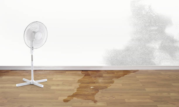 Best Professional water damage repair  in Three Lakes, FL