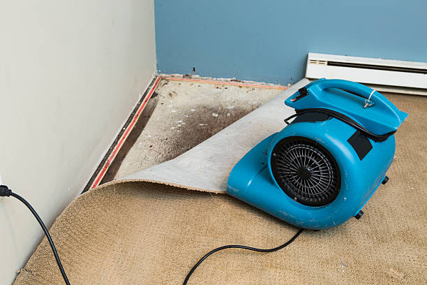 Best Water damage contractors near me  in Three Lakes, FL